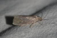 Pseudosciaphila branderiana