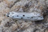 Ethmia terminella
