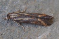 Metzneria aprilella