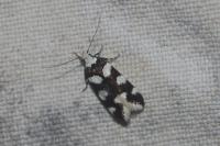 Pseudotelphusa tessella