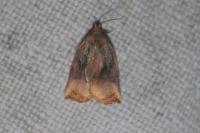 Archips podana