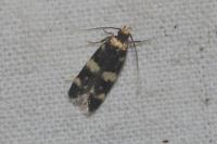 Oegoconia