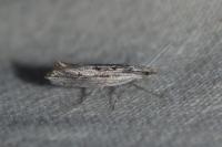 Ypsolopha scabrella