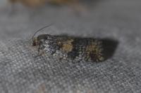 Ptycholomoides aeriferanus