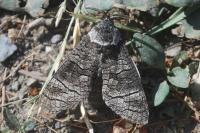 Acossus terebra