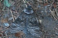 Acossus terebra