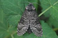 Acossus terebra