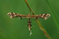 Oxyptilus