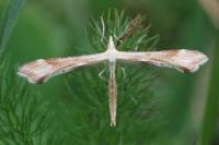 Gillmeria pallidactyla