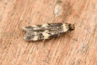 Oegoconia