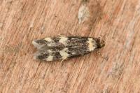 Oegoconia
