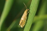 Dichrorampha