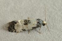 Neocochylis dubitana
