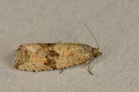 Celypha striana