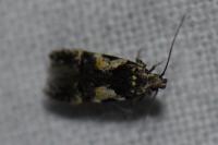 Teleiodes luculella