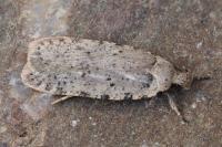Agonopterix gr. adspersella
