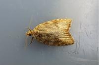 Aleimma loeflingiana
