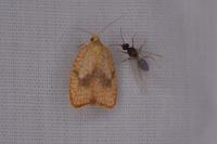 Acleris forsskaleana