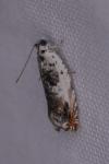 Ancylis laetana