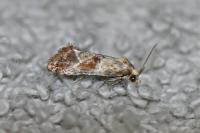 Cochylidia implicitana