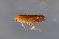 Lathronympha strigana