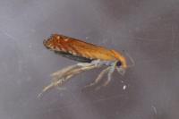 Lathronympha strigana