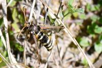 Bembecia ichneumoniformis