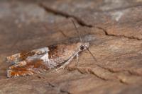 Epinotia tenerana