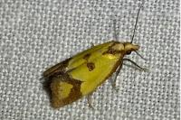 Agapeta zoegana