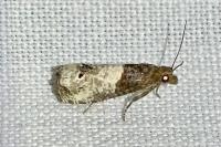Notocelia roborana