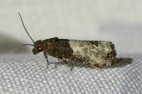 Notocelia roborana