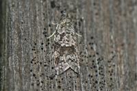 Cnephasia