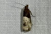 Notocelia roborana