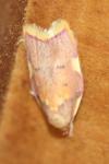 Carcina quercana