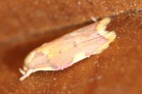 Carcina quercana