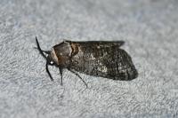Cossus cossus