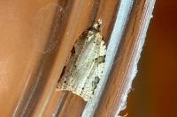 Clepsis spectrana