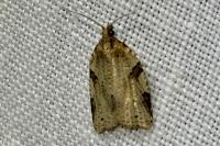 Clepsis spectrana