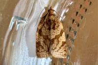 Adoxophyes orana