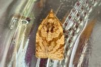 Adoxophyes orana