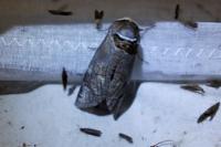 Cossus cossus