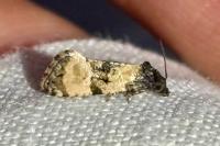 Cochylichroa atricapitana