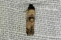 Cochylichroa atricapitana