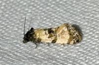Cochylichroa atricapitana