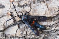 Synanthedon stomoxiformis