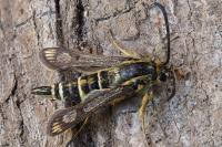 Chamaesphecia bibioniformis