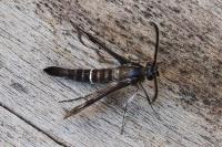 Pyropteron
