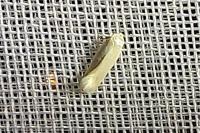 Opostega salaciella
