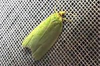 Tortrix viridana