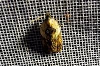 Acleris variegana